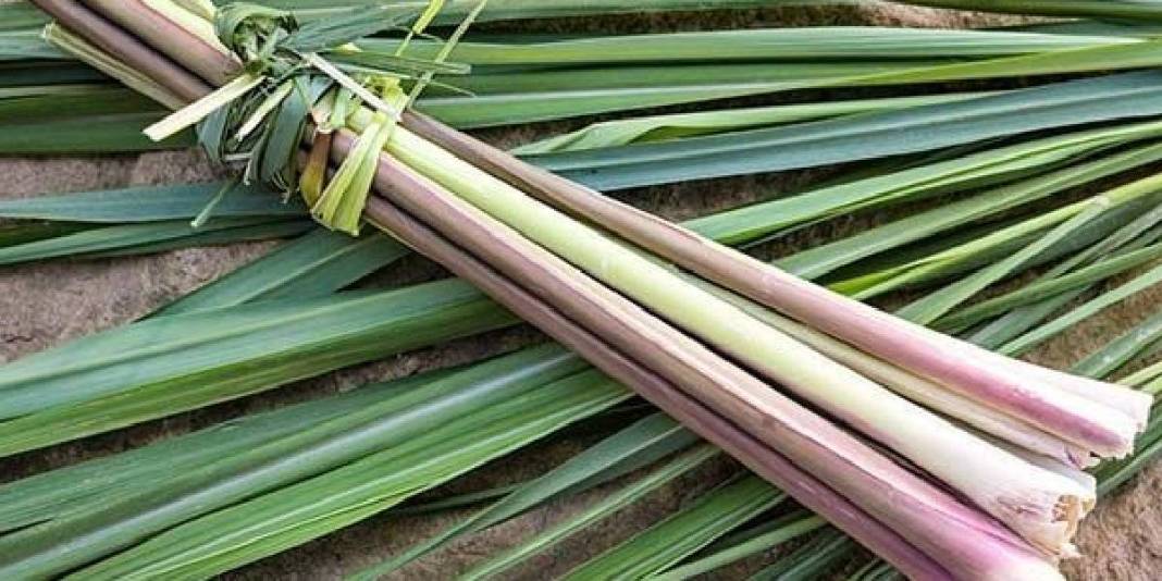 Asırlar önce İbn-i Sina öneriyordu, tüm dünyaya yayıldı! Vücudu resetliyor, kalbi iyileştiriyor: Türkiye’de kıymeti bilinmiyor 8